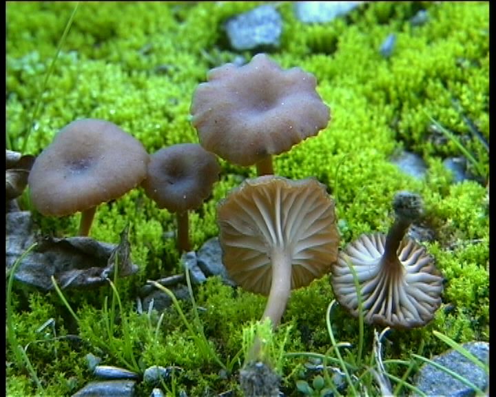 Omphalina pyxidata  (Bull.: Fr.) Qulet
